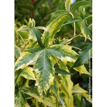 LIQUIDAMBAR styraciflua AUREA