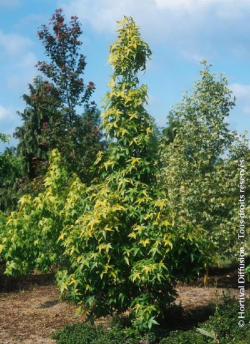 LIQUIDAMBAR styraciflua AUREA