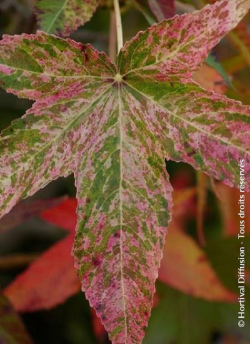 LIQUIDAMBAR styraciflua AUREA