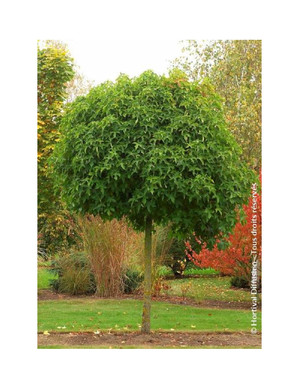 LIQUIDAMBAR styraciflua GUMBALL