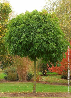 LIQUIDAMBAR styraciflua GUMBALL