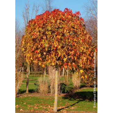 LIQUIDAMBAR styraciflua GUMBALL