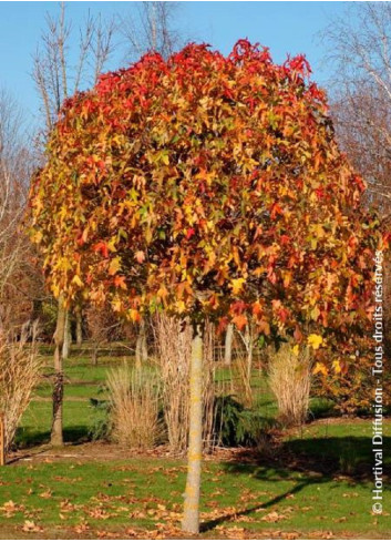 LIQUIDAMBAR styraciflua GUMBALL