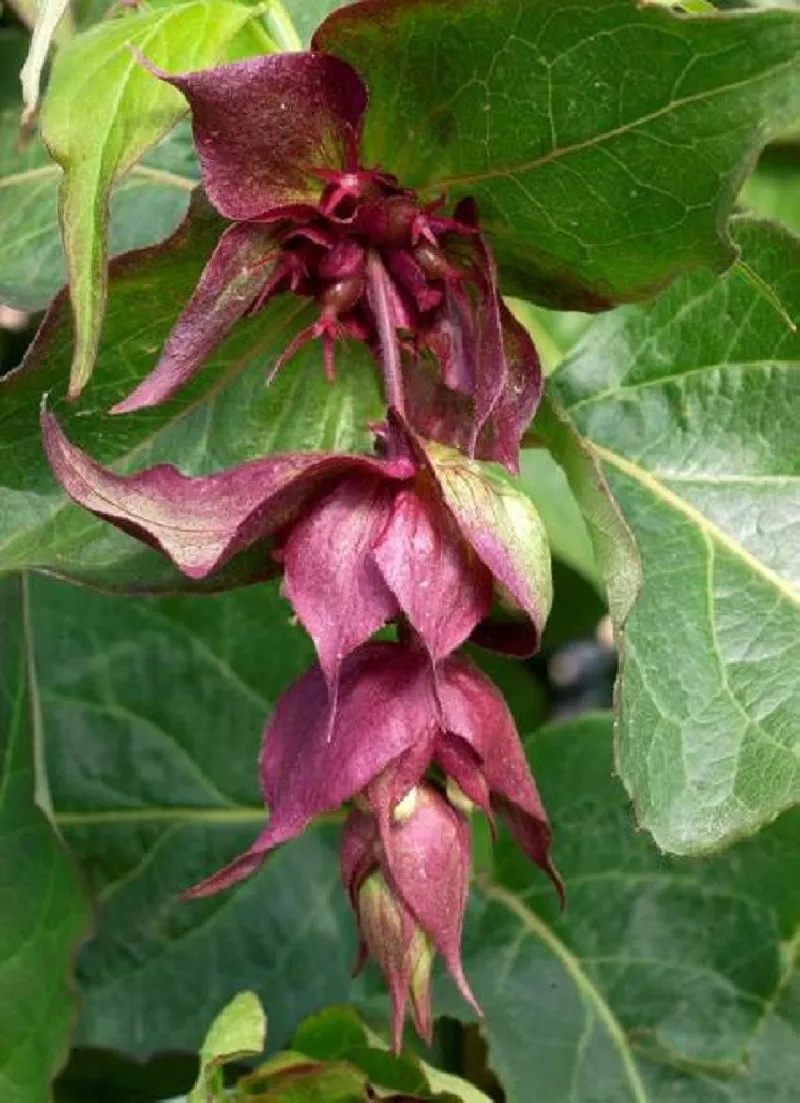 Leycesteria Formosa - Arbre Aux Faisans | 40-50 Cm | Floraison Juillet-Septembre | Conteneur