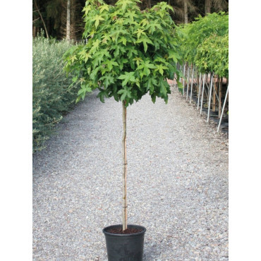 LIQUIDAMBAR styraciflua GUMBALL En pot de 15-20 litres forme tige hauteur du tronc 110-130 cm