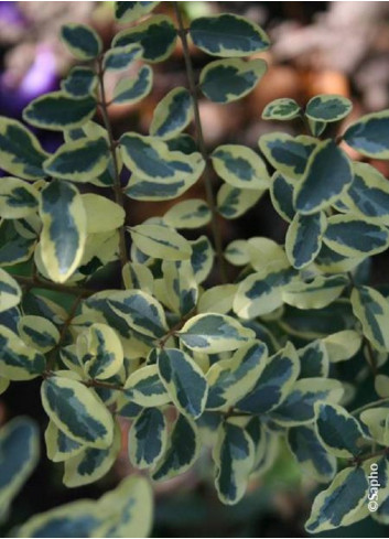 LIGUSTRUM ibota MUSLI