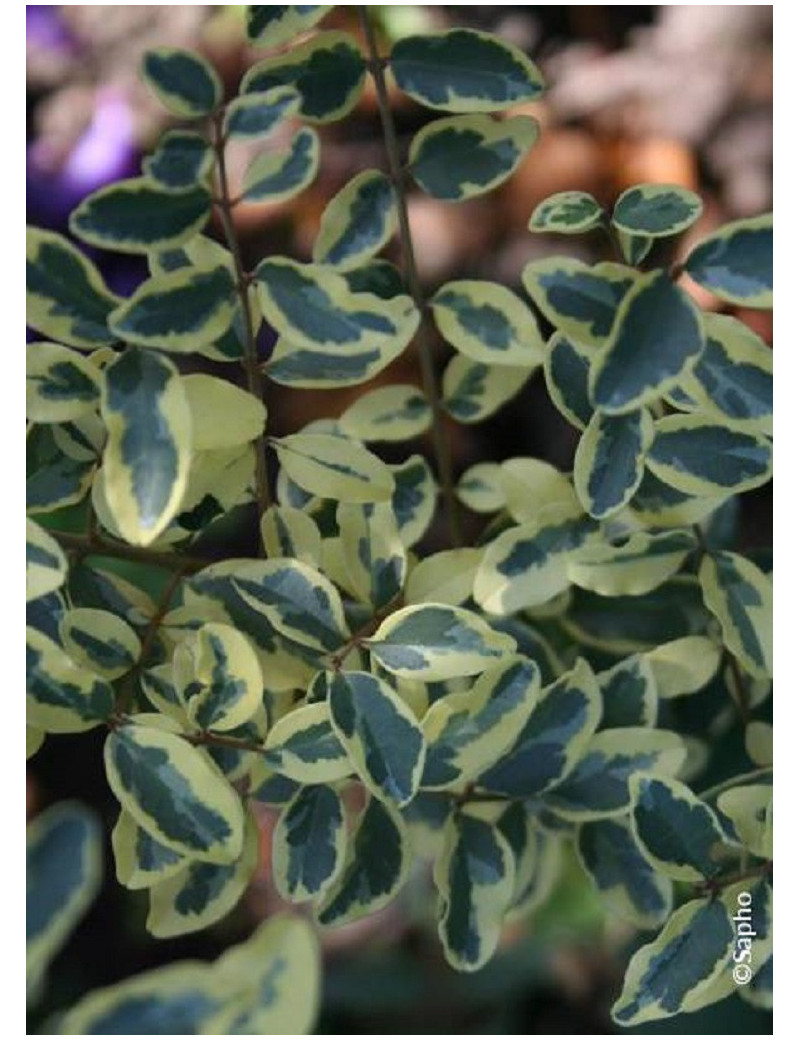 LIGUSTRUM ibota MUSLI LIGUSTRUM ibota MUSLI