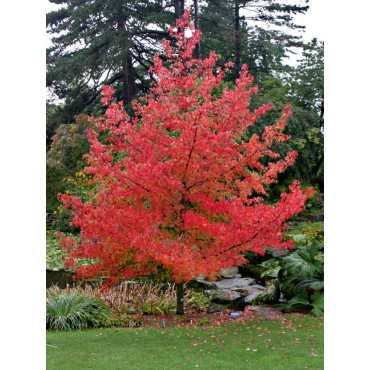 LIQUIDAMBAR styraciflua LANE ROBERTS