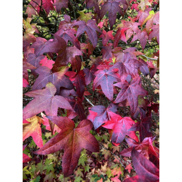 LIQUIDAMBAR styraciflua LANE ROBERTS