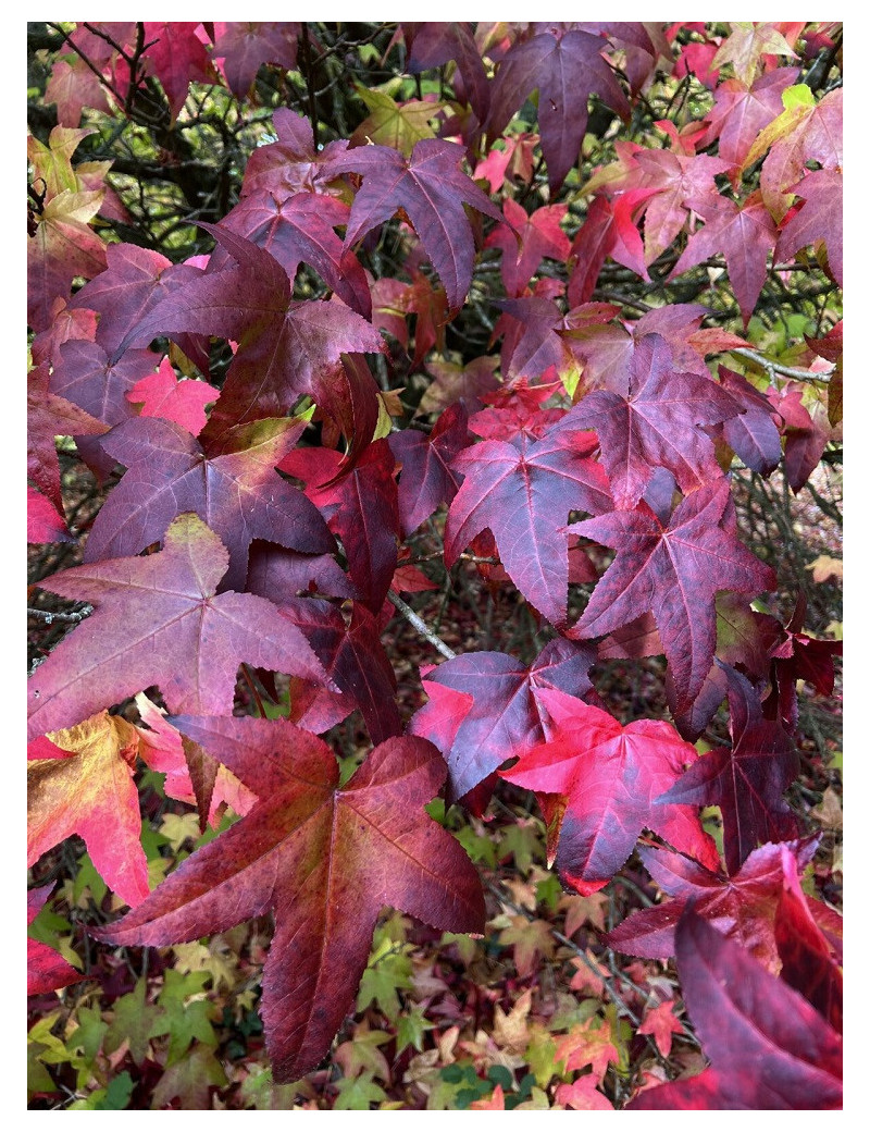 LIQUIDAMBAR styraciflua LANE ROBERTS