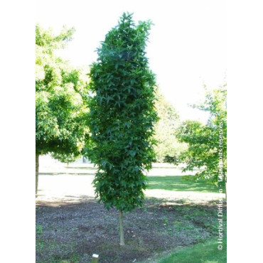 LIQUIDAMBAR styraciflua SLENDER SILHOUETTE