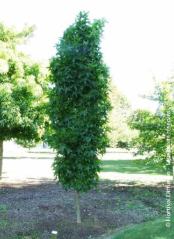 LIQUIDAMBAR styraciflua SLENDER SILHOUETTE