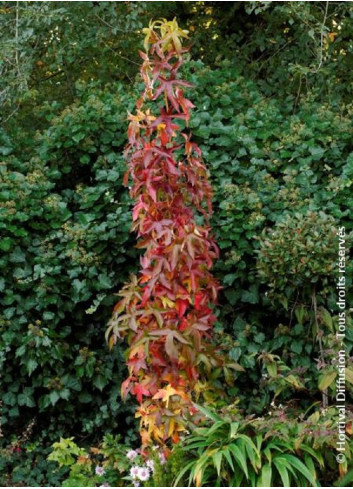 LIQUIDAMBAR styraciflua SLENDER SILHOUETTE