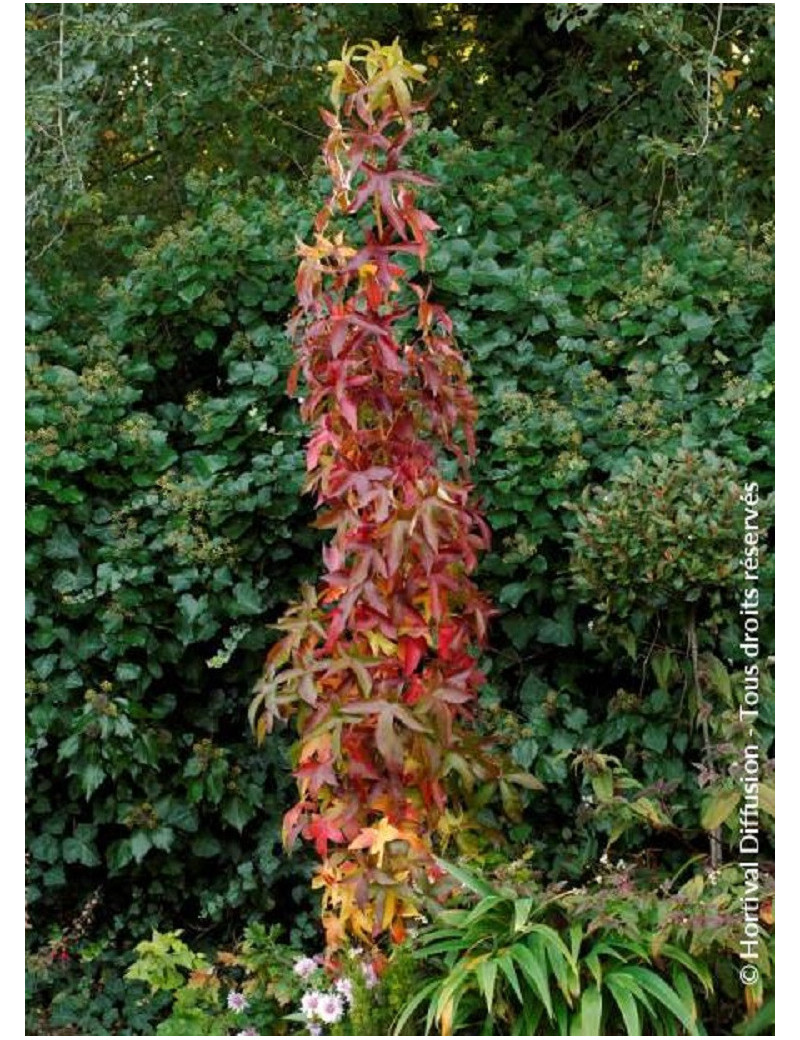 LIQUIDAMBAR styraciflua SLENDER SILHOUETTE