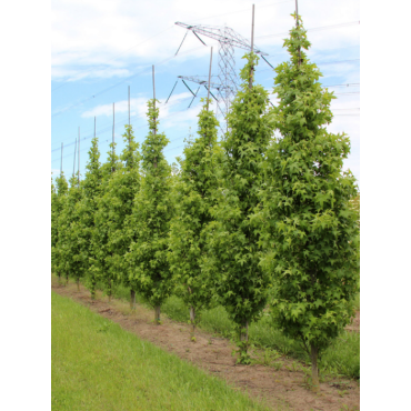 LIQUIDAMBAR styraciflua SLENDER SILHOUETTE