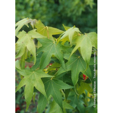 LIQUIDAMBAR styraciflua THEA