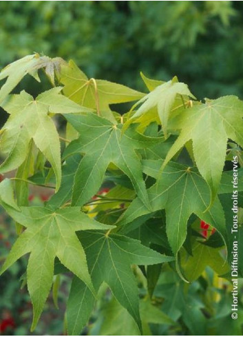 LIQUIDAMBAR styraciflua THEA