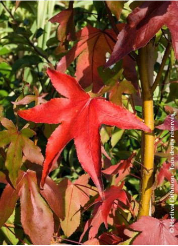 LIQUIDAMBAR styraciflua THEA