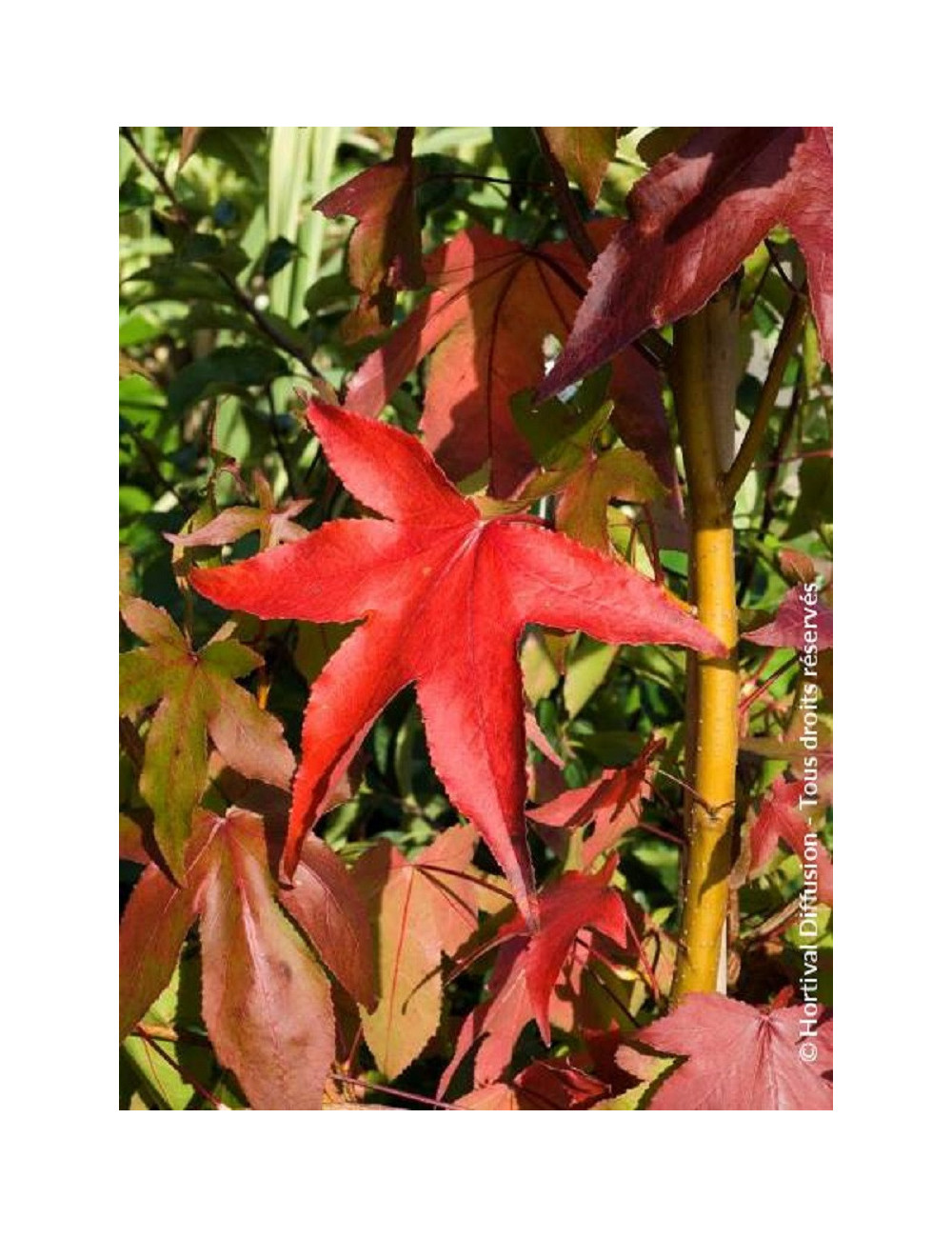 LIQUIDAMBAR styraciflua THEA