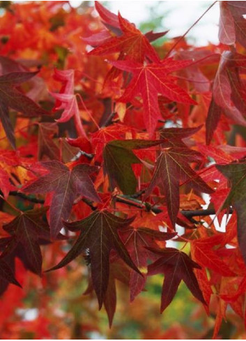 LIQUIDAMBAR styraciflua WORPLESDON