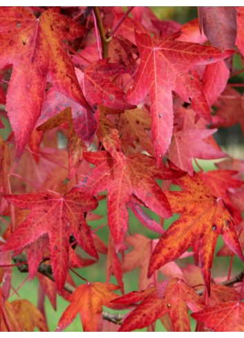 LIQUIDAMBAR styraciflua WORPLESDON