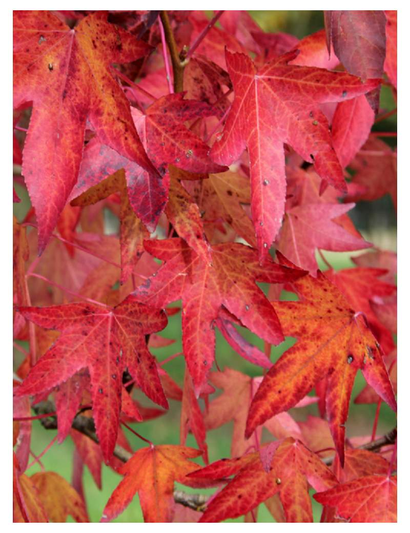 LIQUIDAMBAR styraciflua WORPLESDON