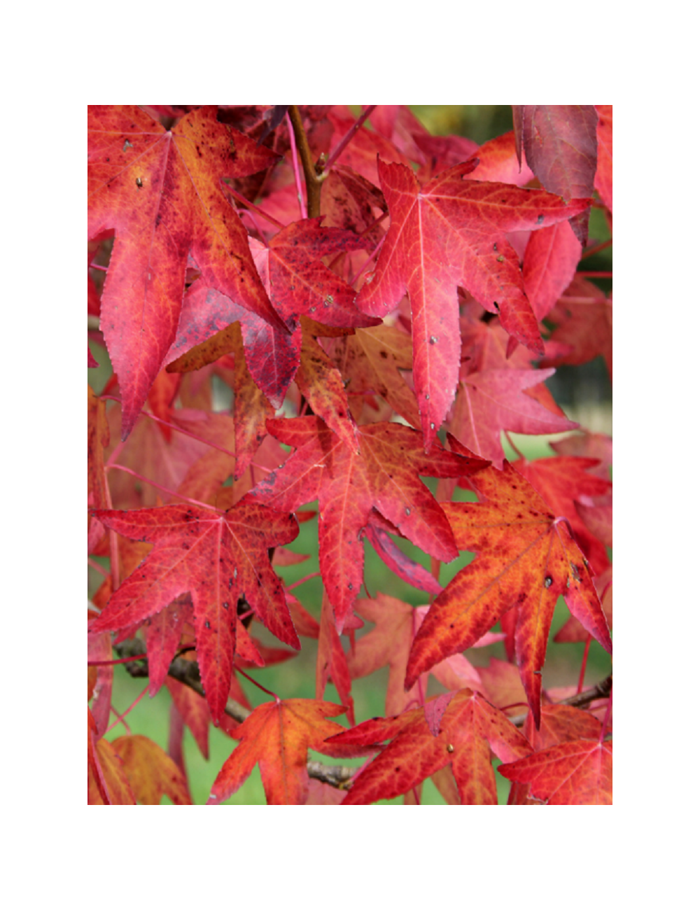 LIQUIDAMBAR styraciflua WORPLESDON