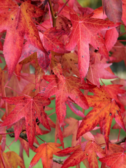 LIQUIDAMBAR styraciflua WORPLESDON