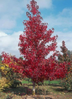 LIQUIDAMBAR styraciflua WORPLESDON