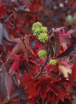 LIQUIDAMBAR styraciflua WORPLESDON