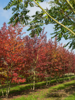 LIQUIDAMBAR styraciflua WORPLESDON