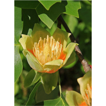 LIRIODENDRON tulipifera