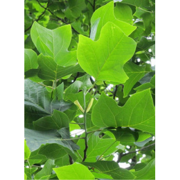 LIRIODENDRON tulipifera