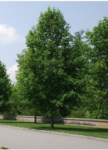 LIRIODENDRON tulipifera