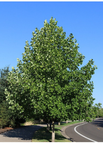 LIRIODENDRON tulipifera