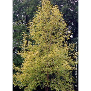 LIRIODENDRON tulipifera AUREOMARGINATUM