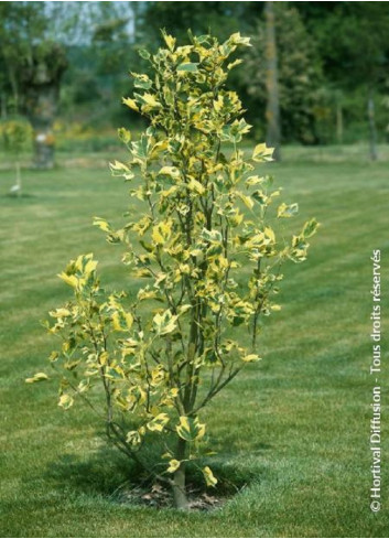 LIRIODENDRON tulipifera AUREOMARGINATUM