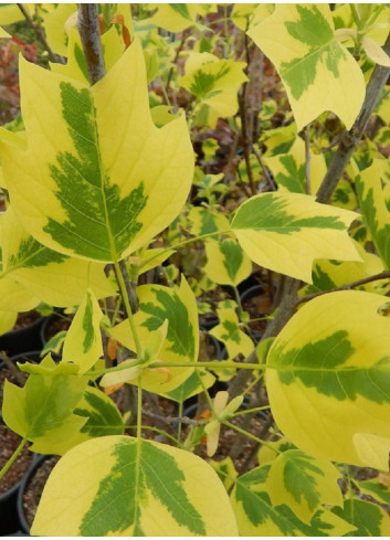 LIRIODENDRON tulipifera AUREOMARGINATUM