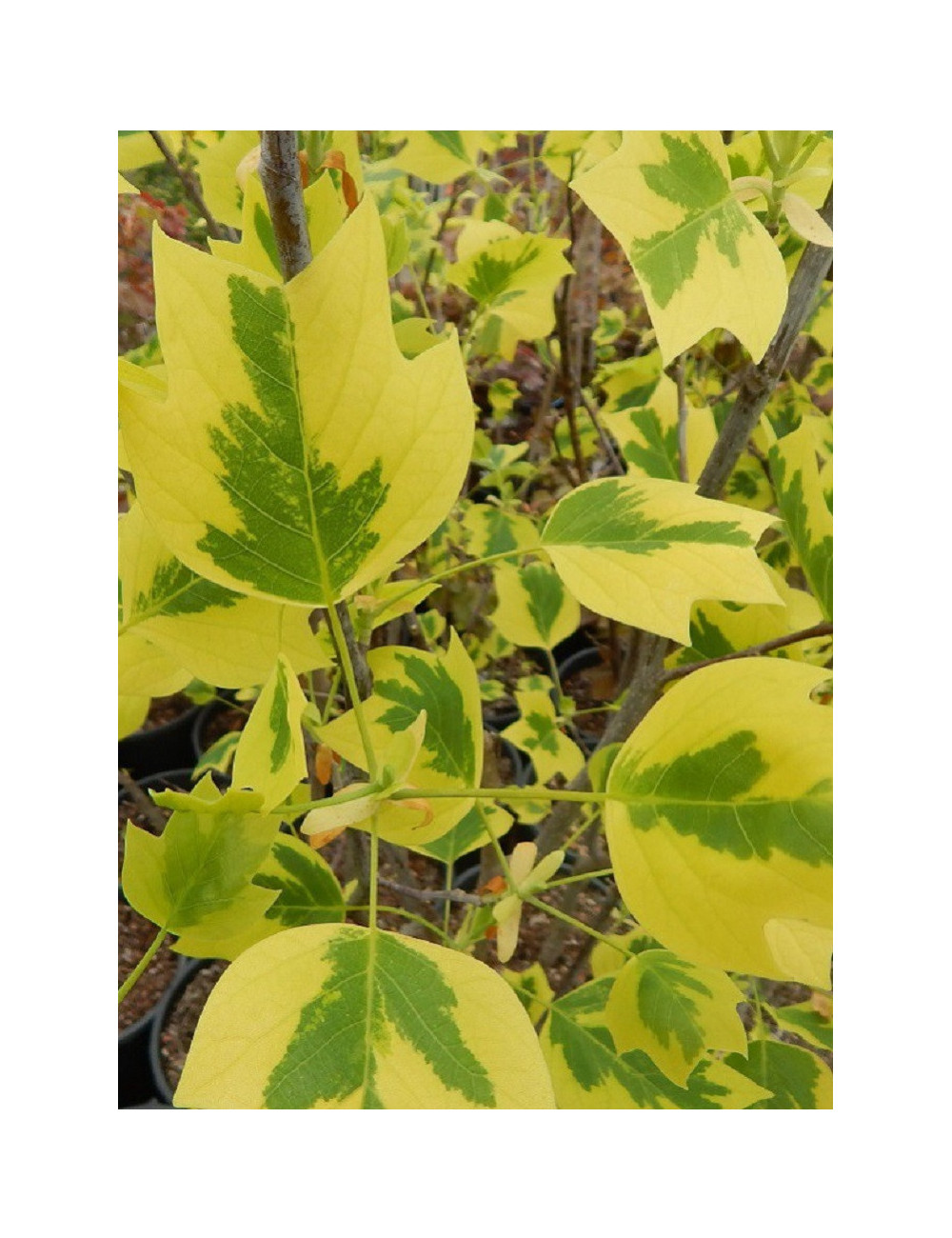 LIRIODENDRON tulipifera AUREOMARGINATUM