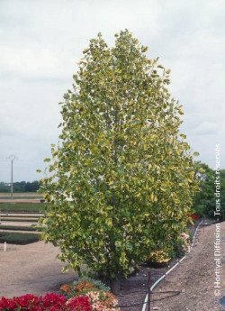 LIRIODENDRON tulipifera AUREOMARGINATUM