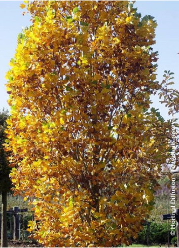 LIRIODENDRON tulipifera FASTIGIATUM