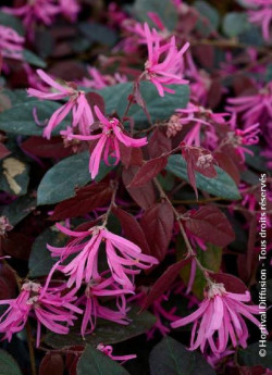 LOROPETALUM chinense FIRE DANCE