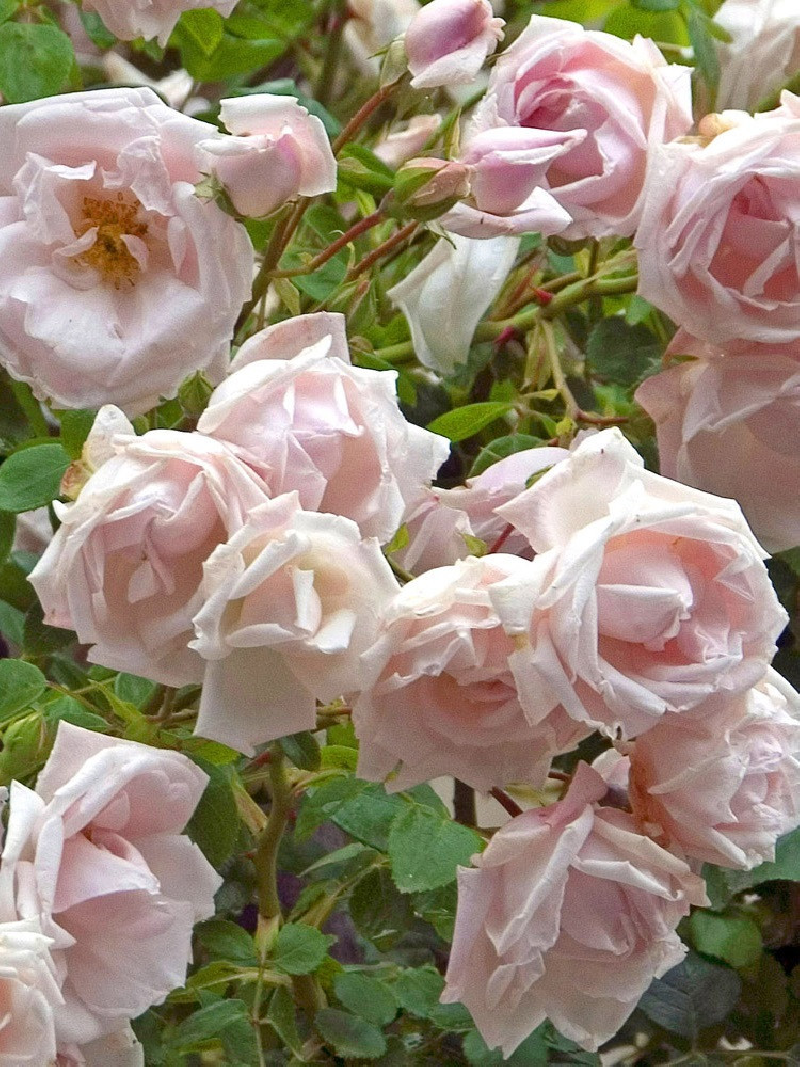 rosier-pleureur-new-dawn-rosa-new-dawn.jpg