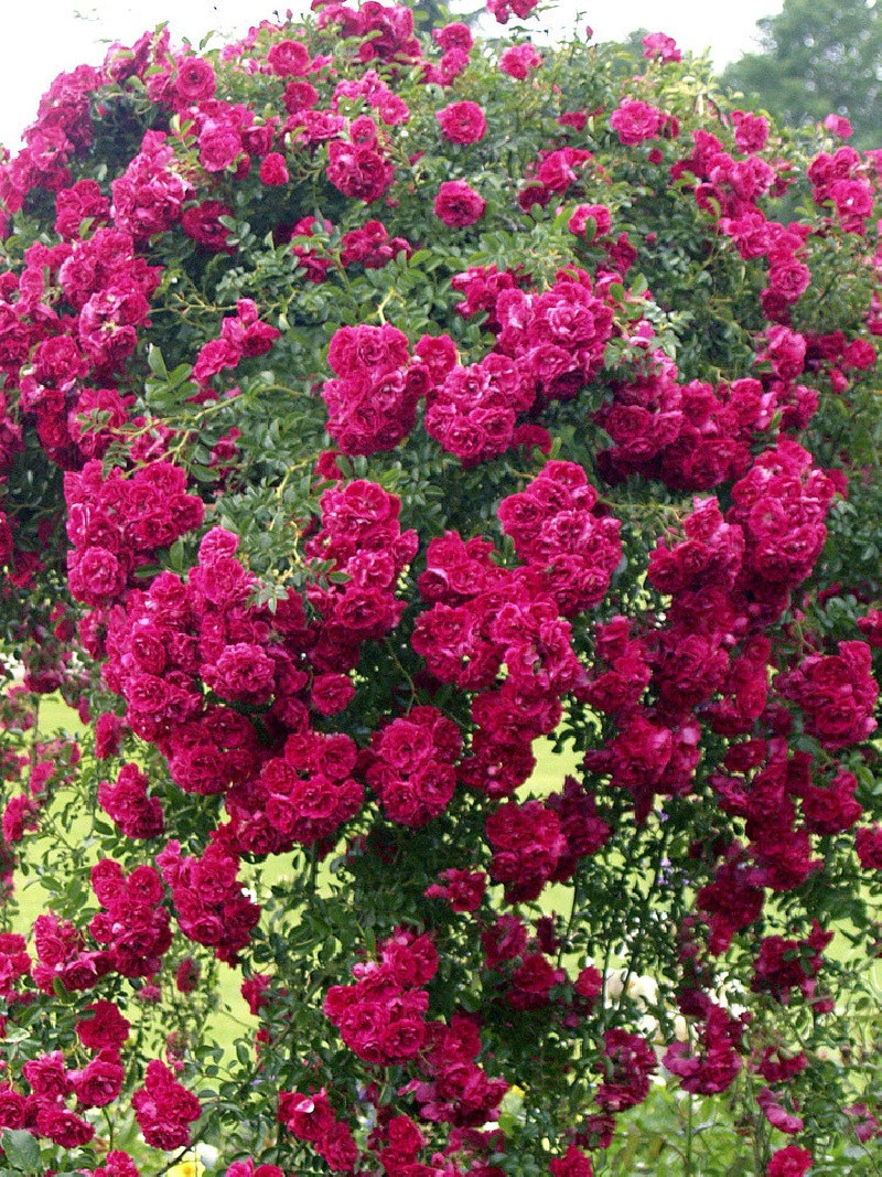 rosier-pleureur-excelsa-rosa-excelsa.jpg