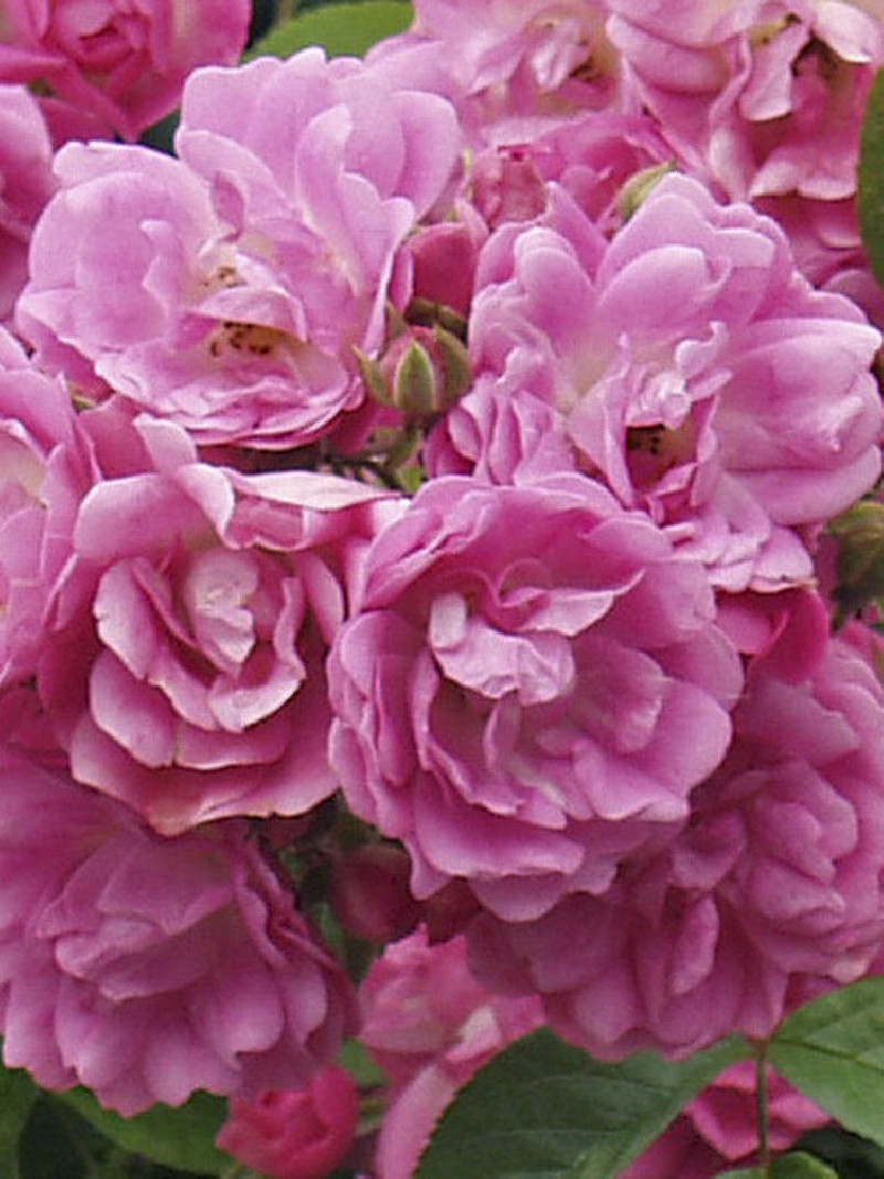 rosier-pleureur-dorothy-perkins-rosa-dorothy-perkins.jpg