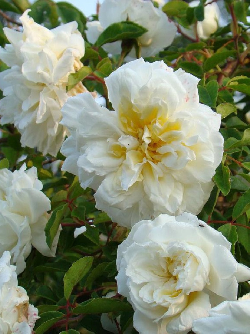 rosier-liane-alberic-barbier-rosa-alberic-barbier.jpg