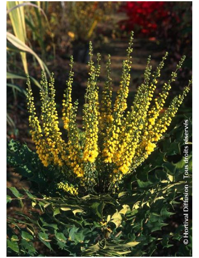 MAHONIA media WINTER SUN MAHONIA media WINTER SUN