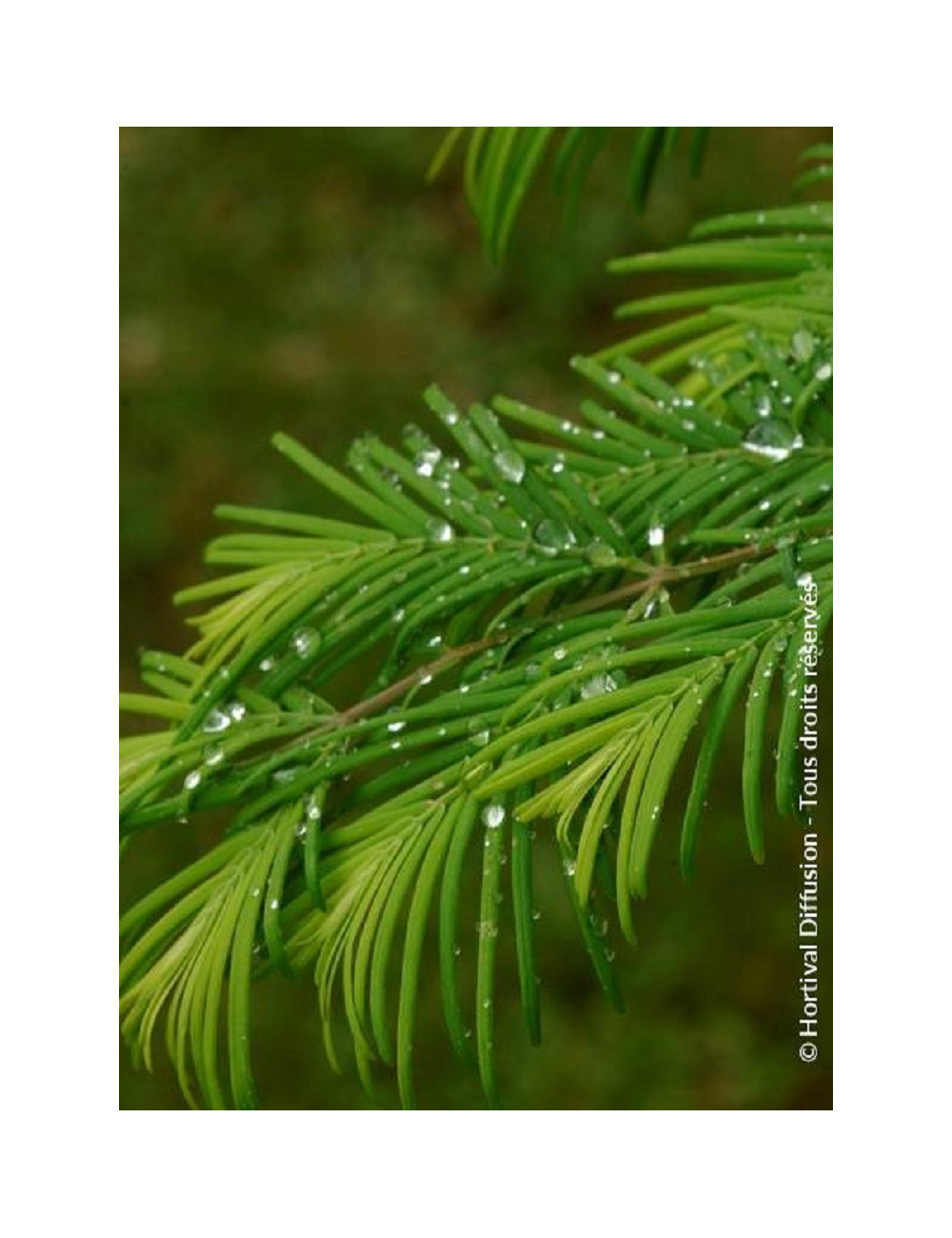 METASEQUOIA glyptostroboides