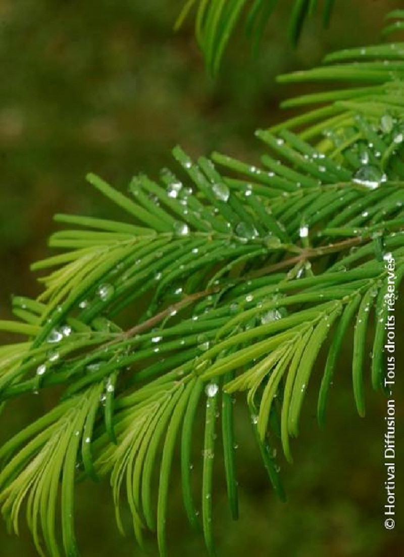 METASEQUOIA glyptostroboides