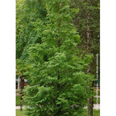 METASEQUOIA glyptostroboides